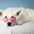 The Importance of Pet Health Insurance in Central Florida