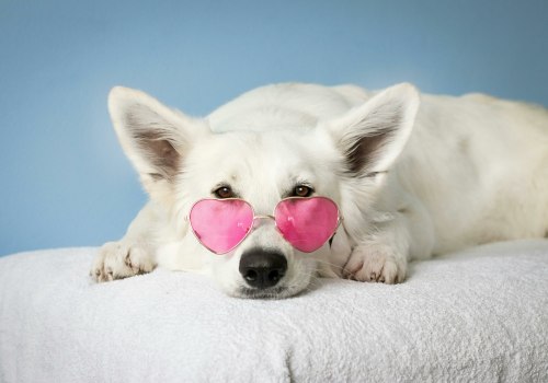 The Importance of Pet Health Insurance in Central Florida